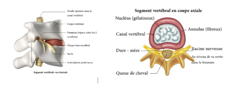 Anatomie De La Colonne Vertébrale - Chirurgie Du Dos - Dr Florent Pennes